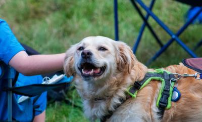 Happy Dog At Sunset Festival 2023